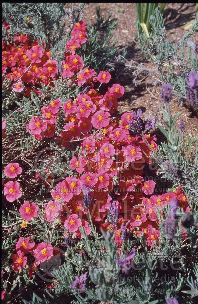 Helianthemum Belgravia Rose (Sunrose) 1