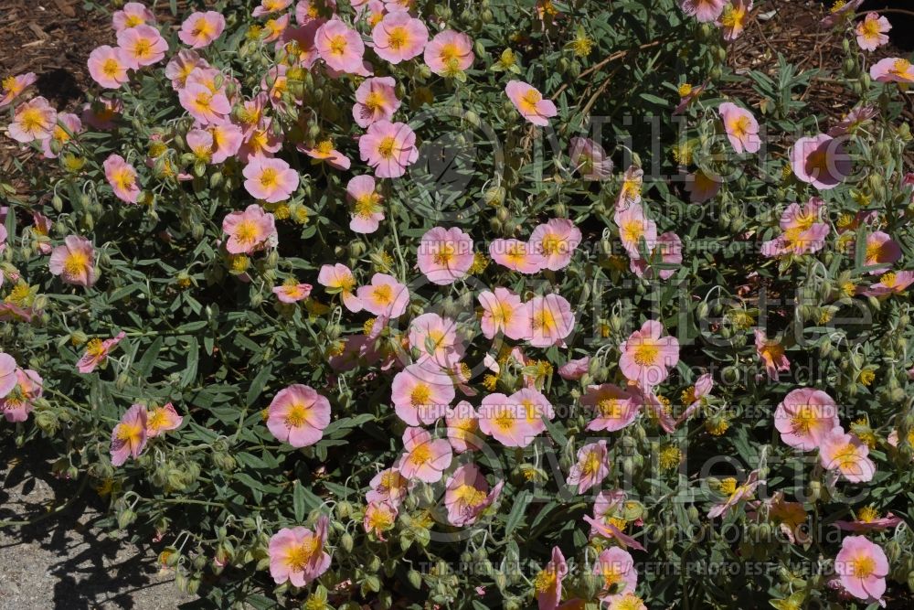 Helianthemum Whisley Pink aka Rhodanthe Carneum (Sunrose) 1