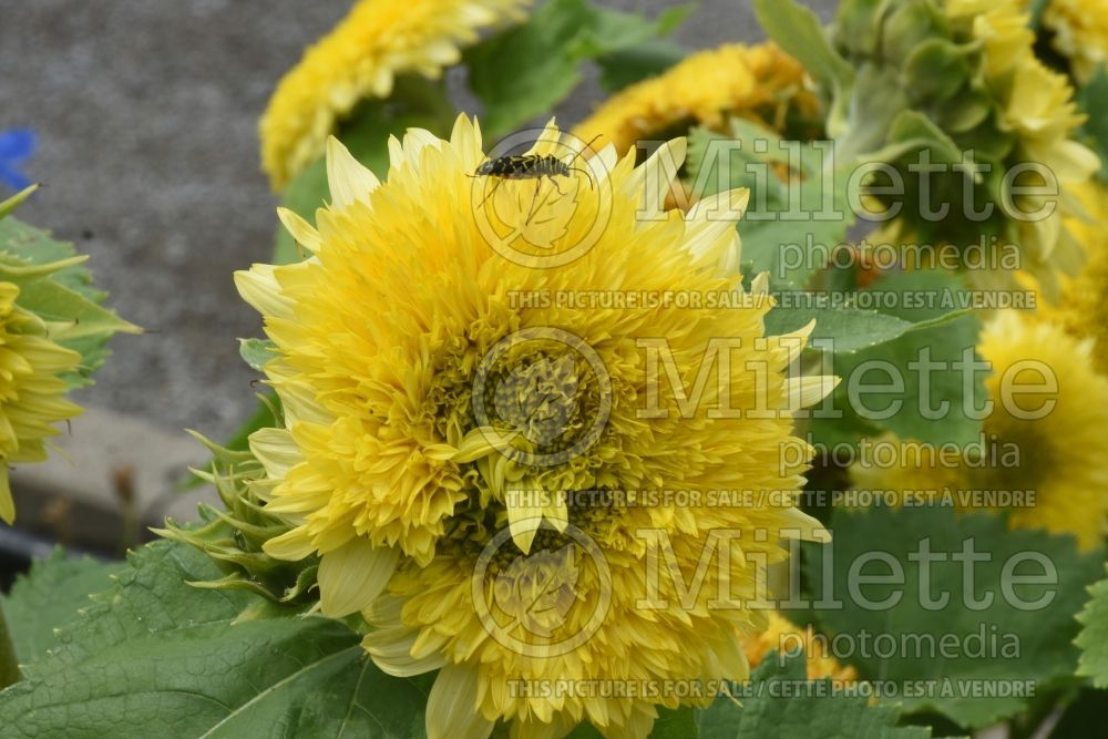 Helianthus Gummy Bear (Sunflower) 1 