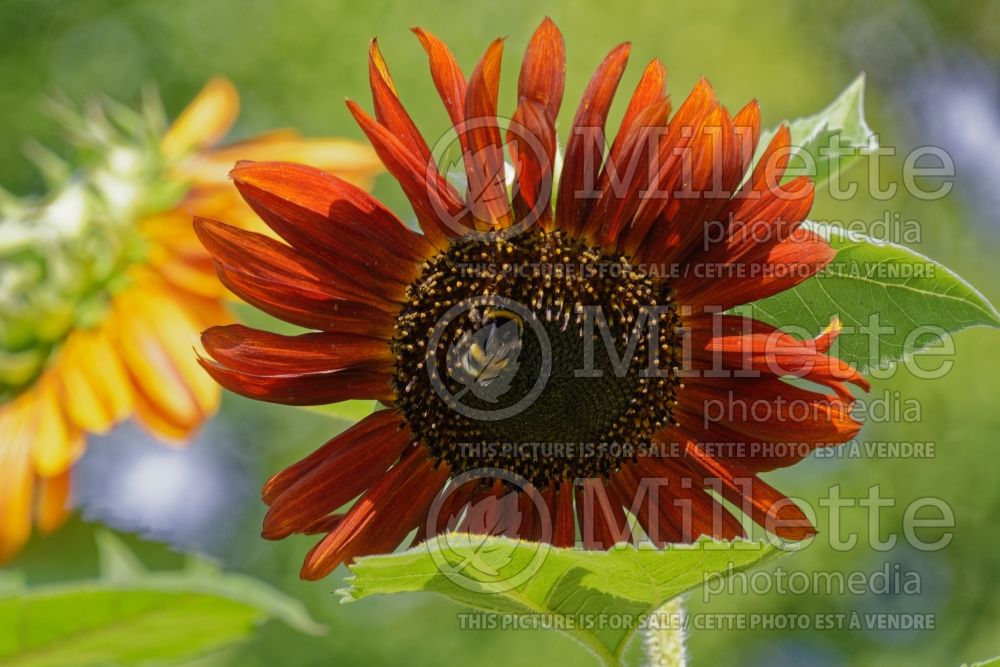 Helianthus Earthwalker (Sunflower) 1 