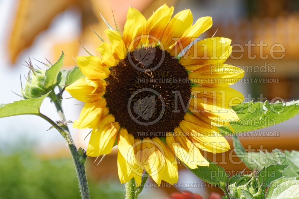 Helianthus La Torre (Sunflower) 1 