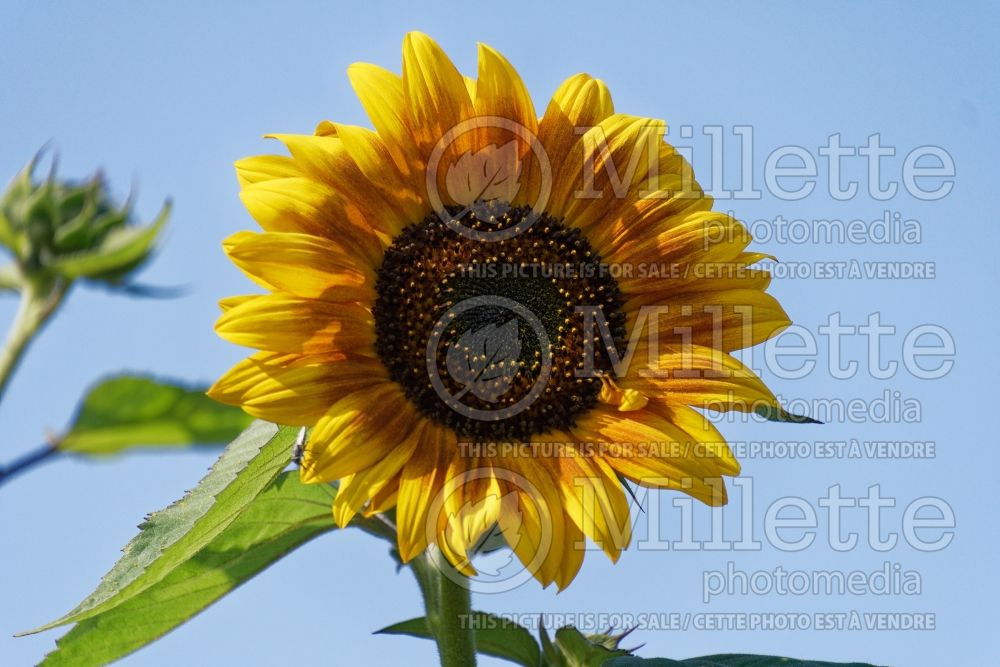 Helianthus La Torre (Sunflower) 2 
