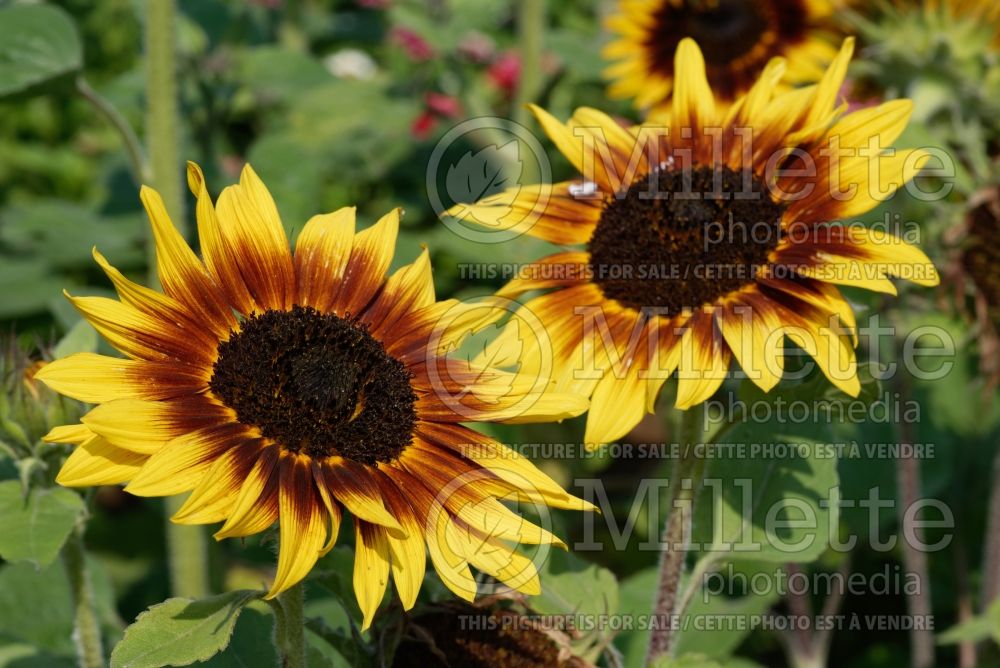 Helianthus Ring of Fire (Sunflower) 1 