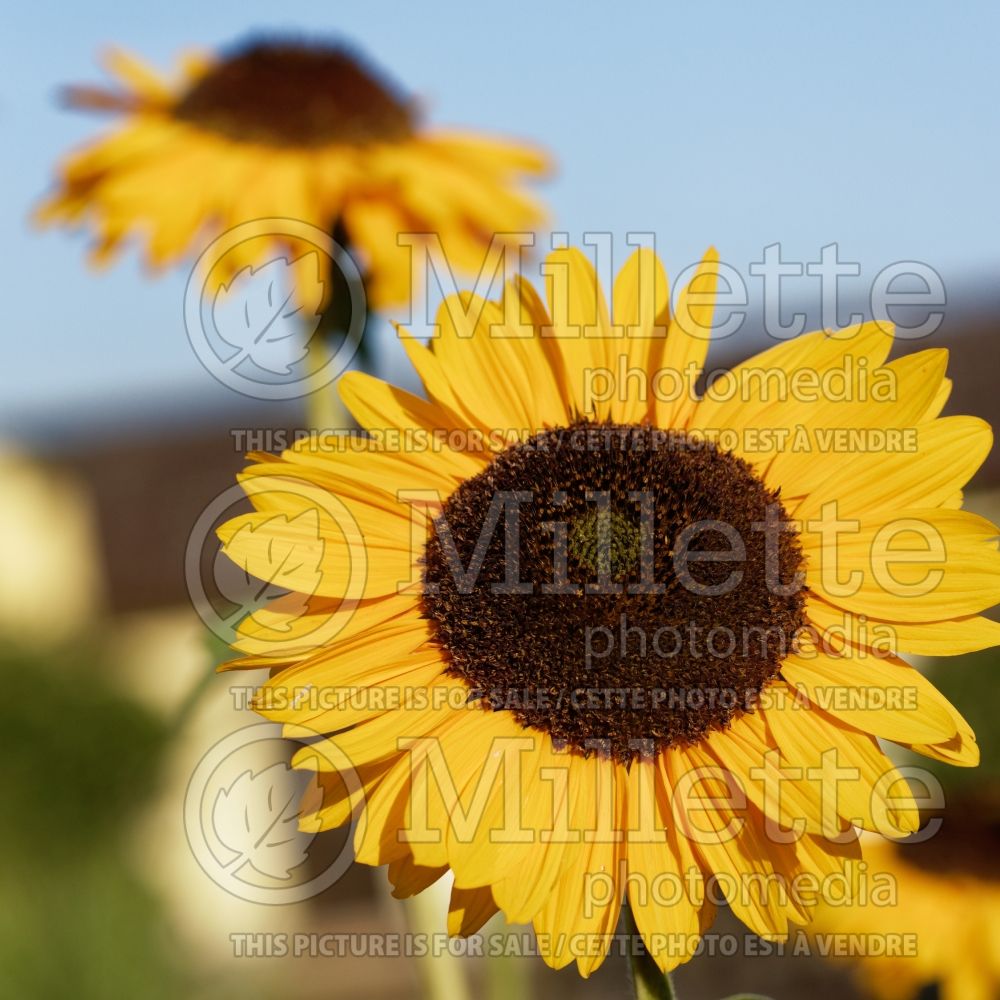 Helianthus Soraya (Sunflower) 1 