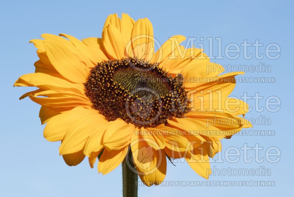 Helianthus Soraya (Sunflower) 2 