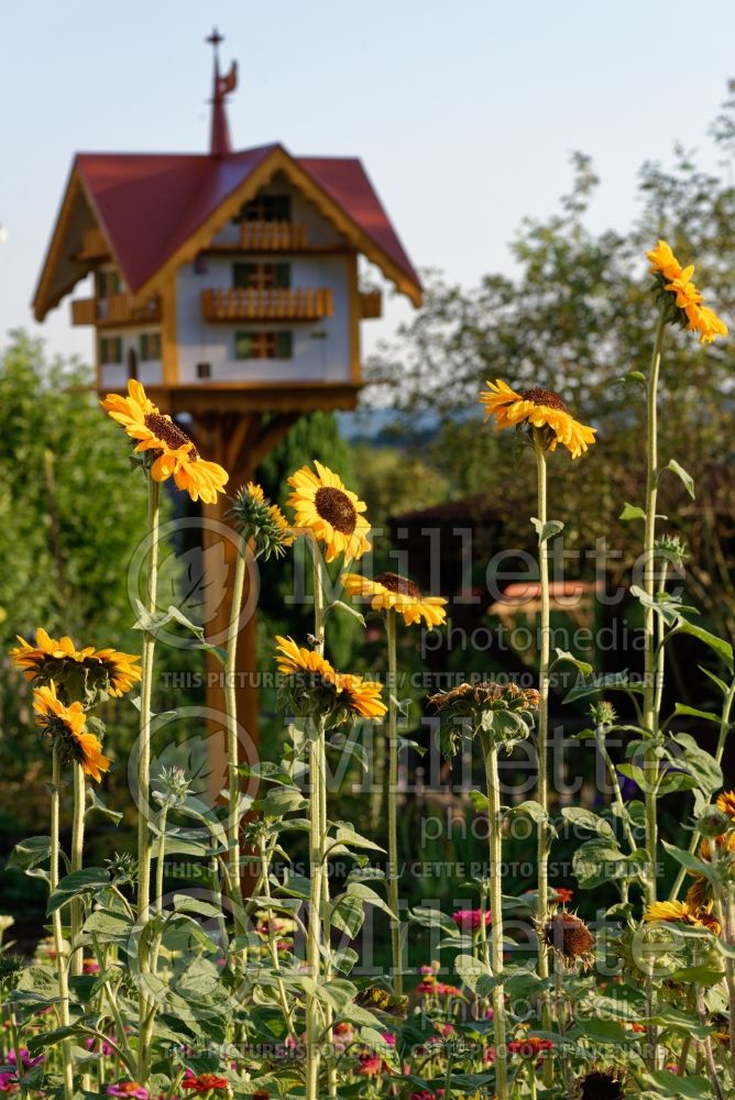 Helianthus Soraya (Sunflower) 3 