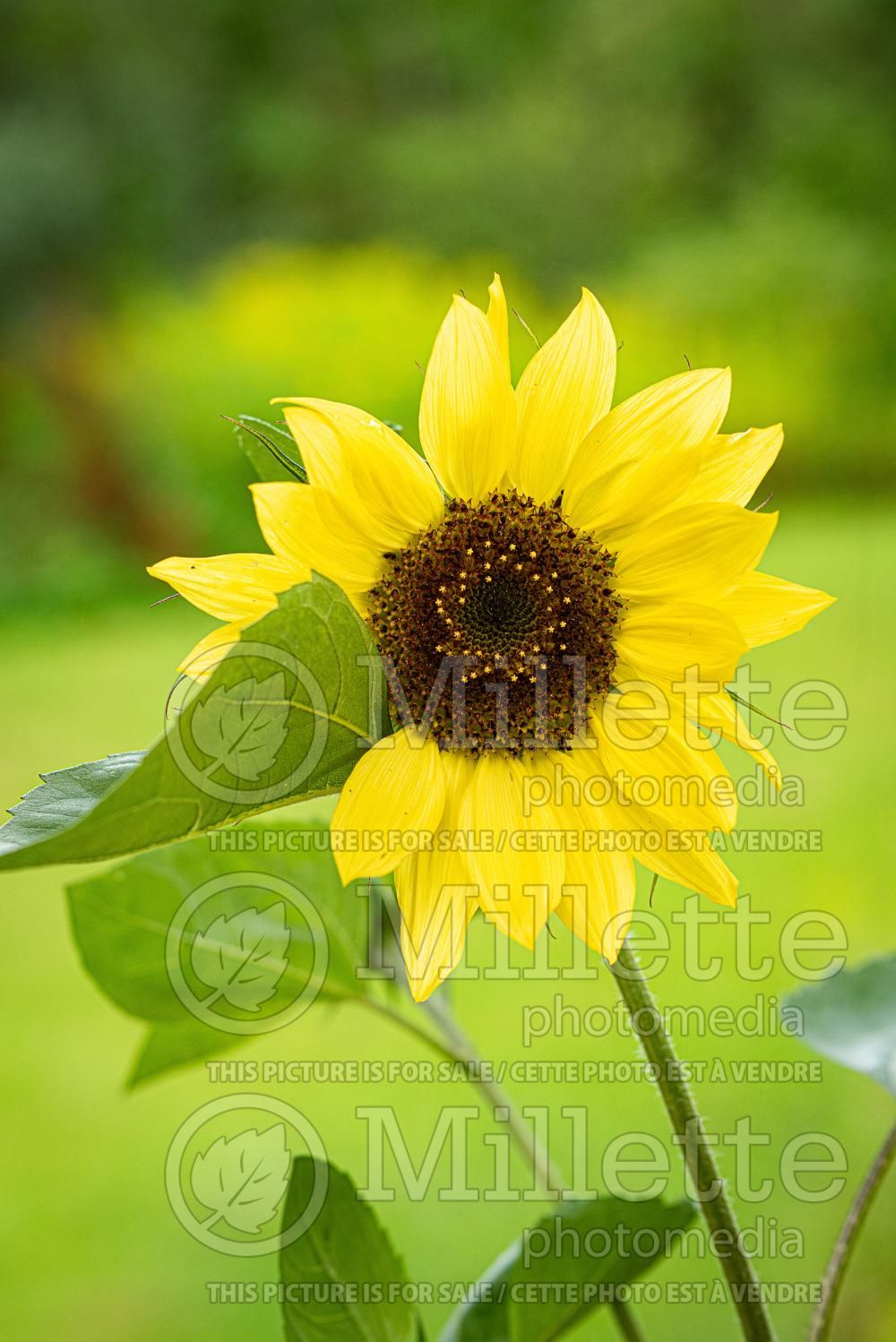Helianthus Valentine (Sunflower) 1