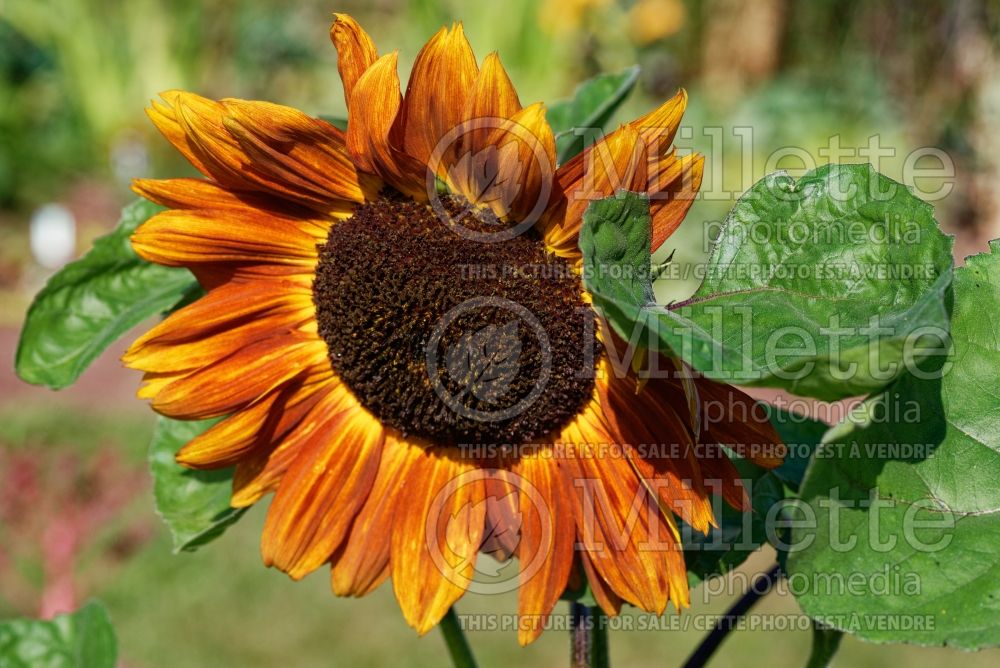 Helianthus Velvet Queen (Sunflower) 1 