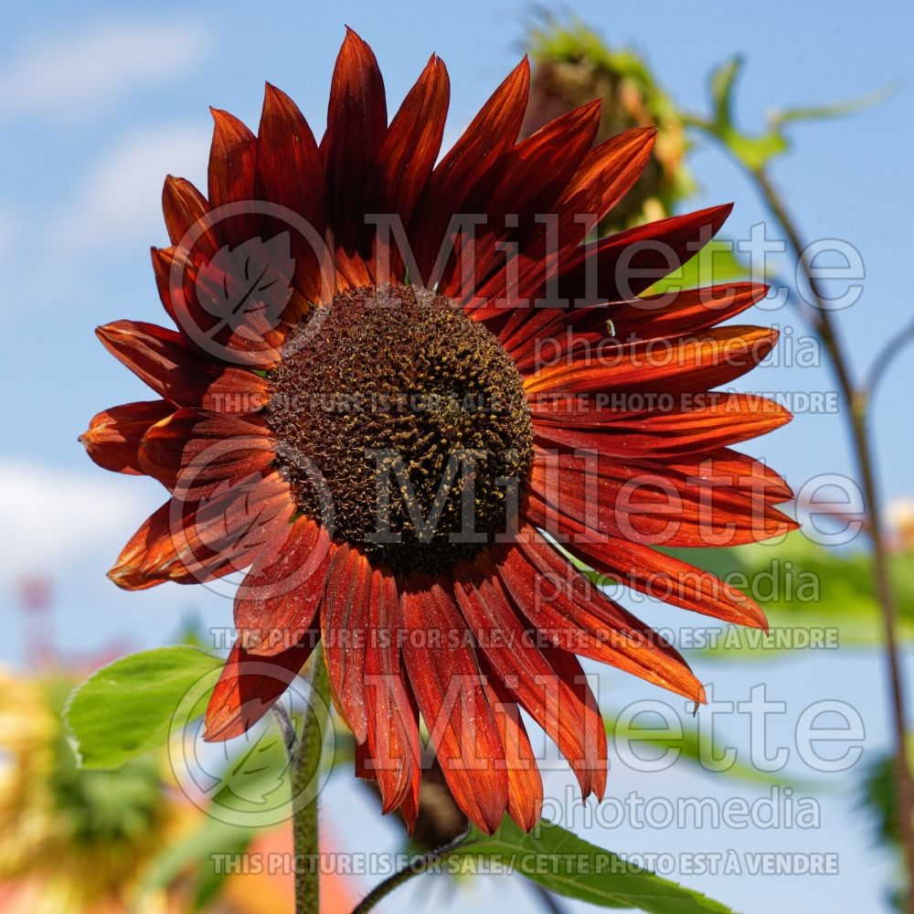 Helianthus Velvet Queen (Sunflower) 2 