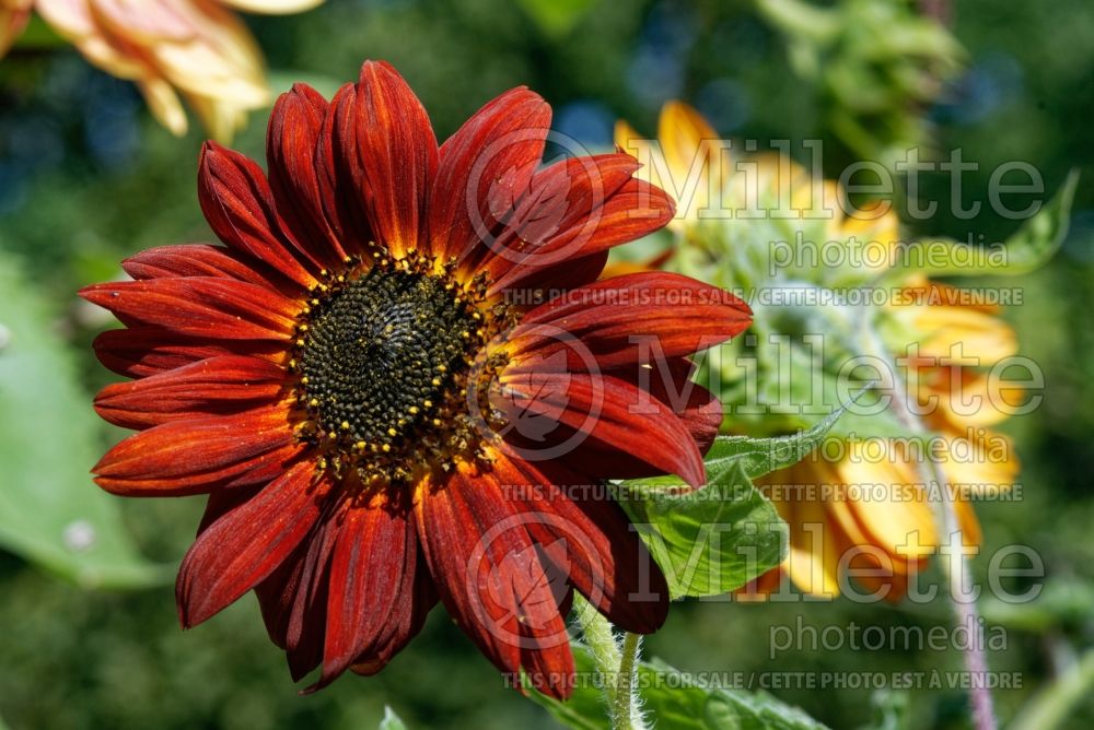 Helianthus Velvet Queen (Sunflower) 3 