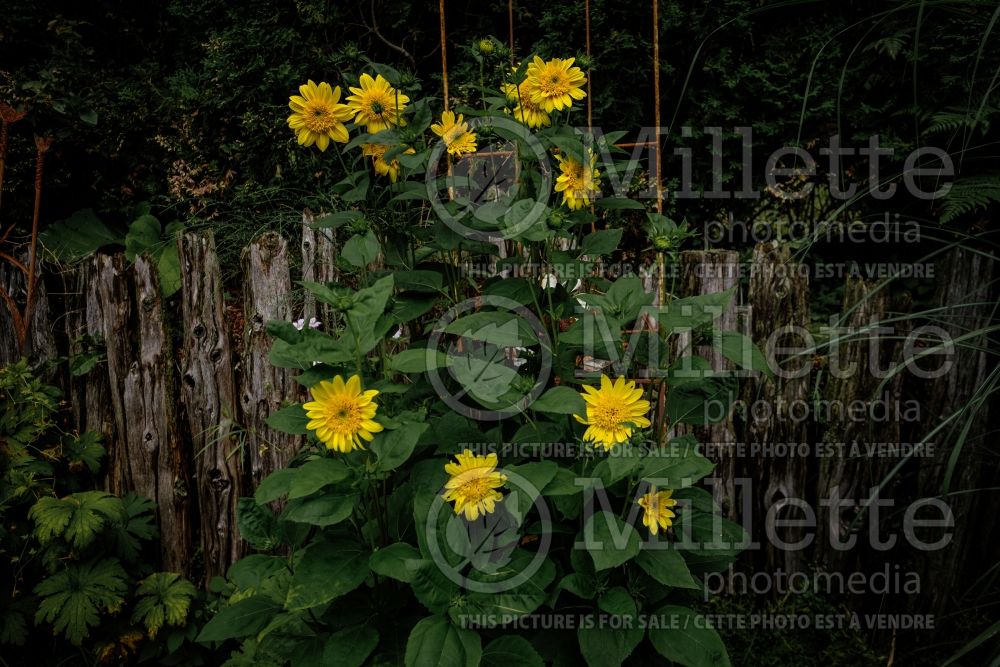 Helianthus Capenoch Star (Sunflower) 1 