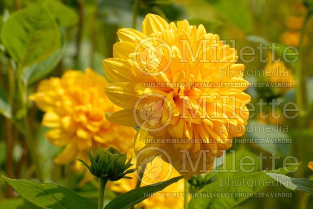 Helianthus Soleil d'Or (Perennial Sunflower) 1 