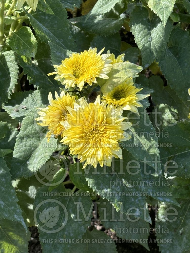 Helianthus Gummy Bear (Sunflower) 2 