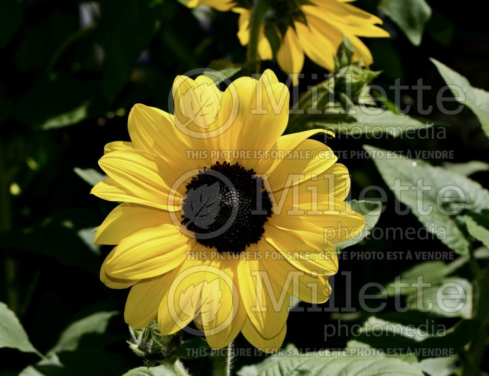 Helianthus Sunflower Sunfinity (Perennial Sunflower) 1 