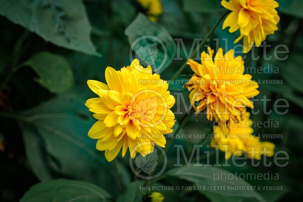 Helianthus Loddon Gold (Sunflower) 1 