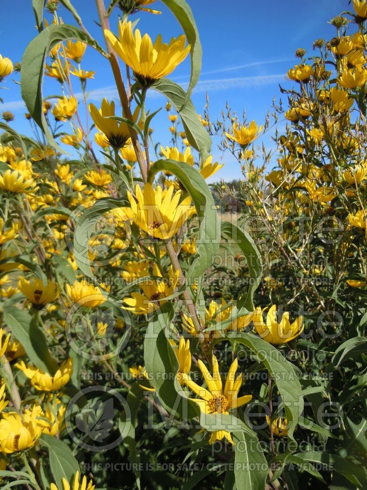 Helianthus maximiliani (Sunflower) 1 