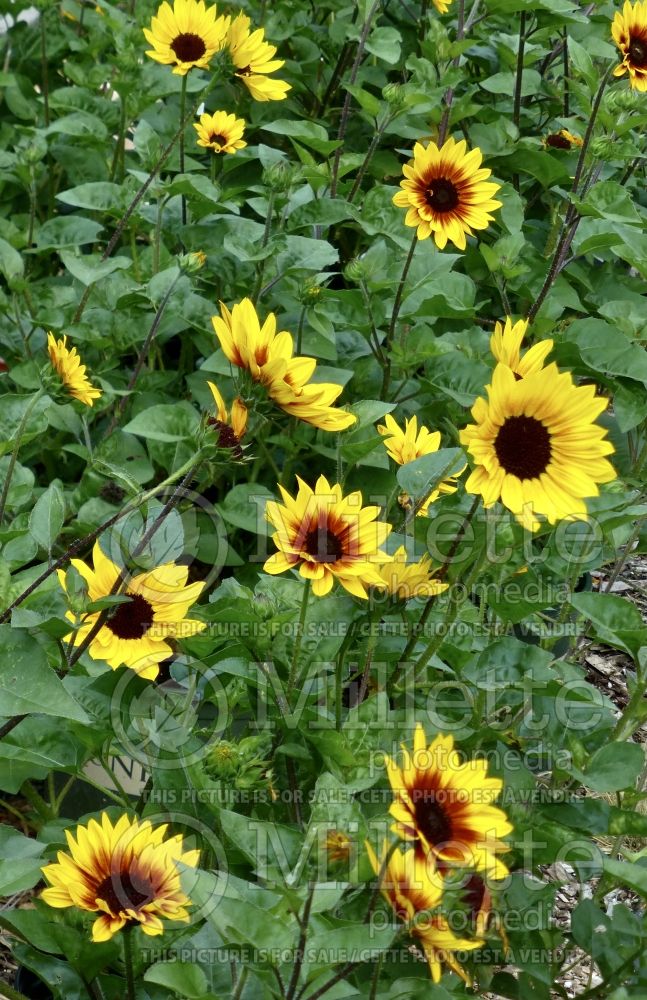 Helianthus SunBelievable Brown Eyed Girl (Perennial Sunflower) 1 