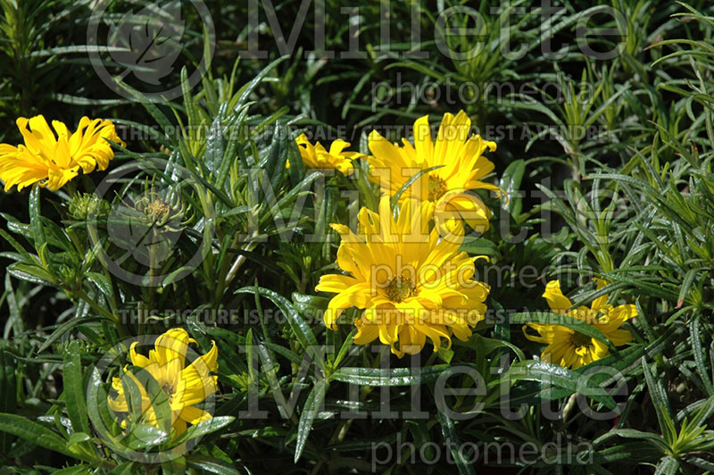 Helianthus First Light (Sunflower) 2 