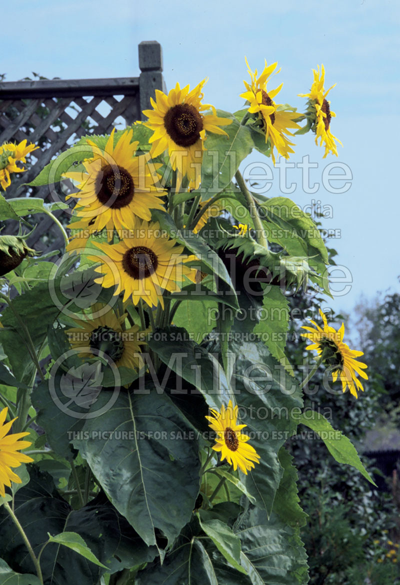 Helianthus King Kong (Sunflower)  1