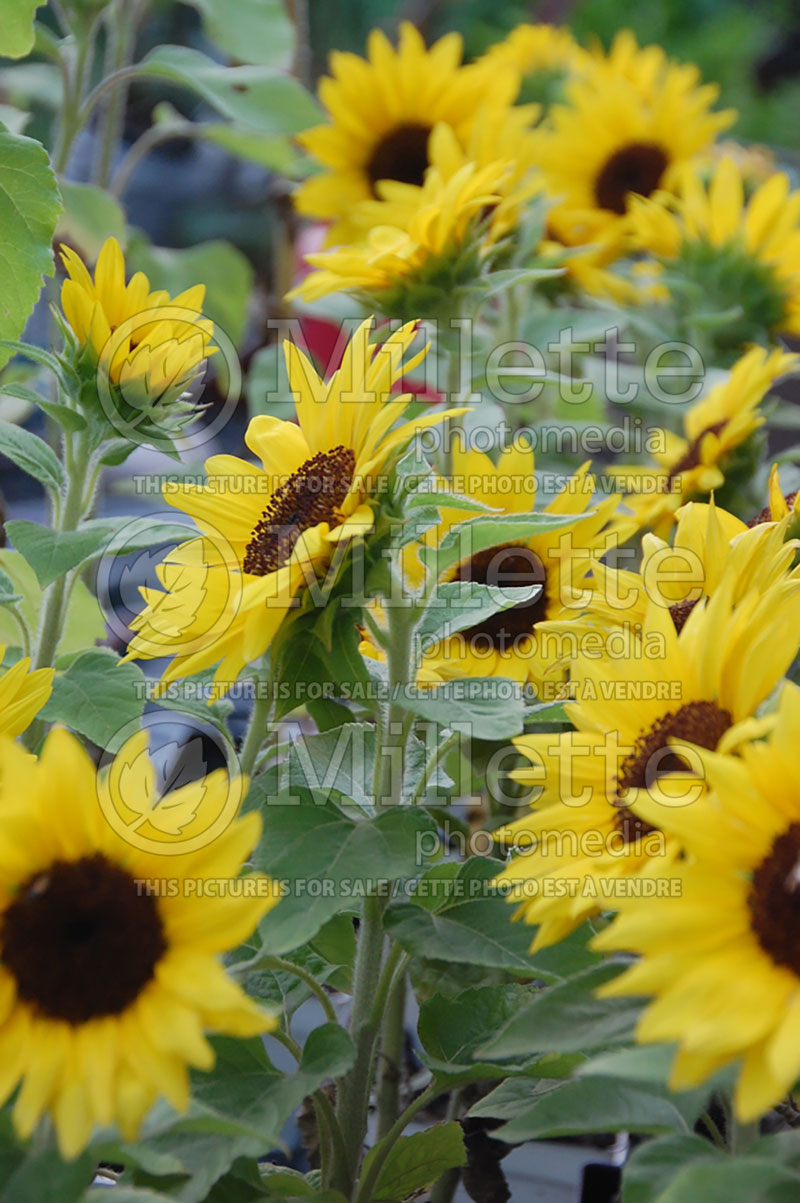 Helianthus Solar Chocolate Gold (Perennial Sunflower) 1 