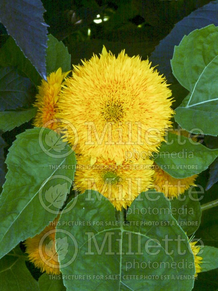 Helianthus Teddy Bear (Sunflower) 4 