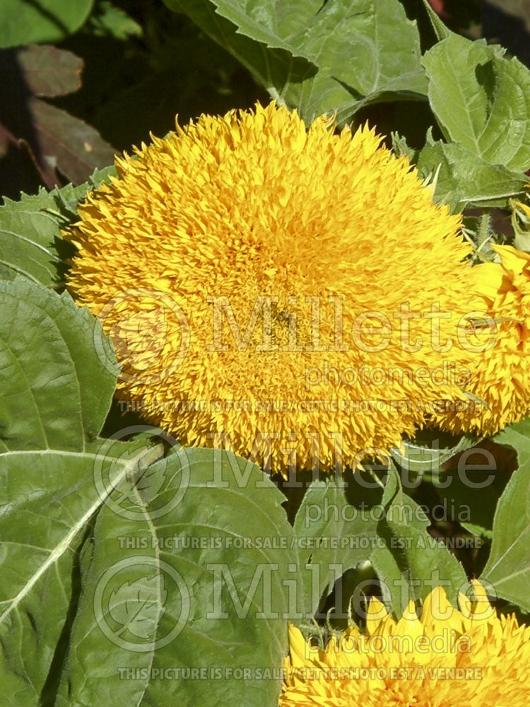 Helianthus Teddy Bear (Sunflower) 5 