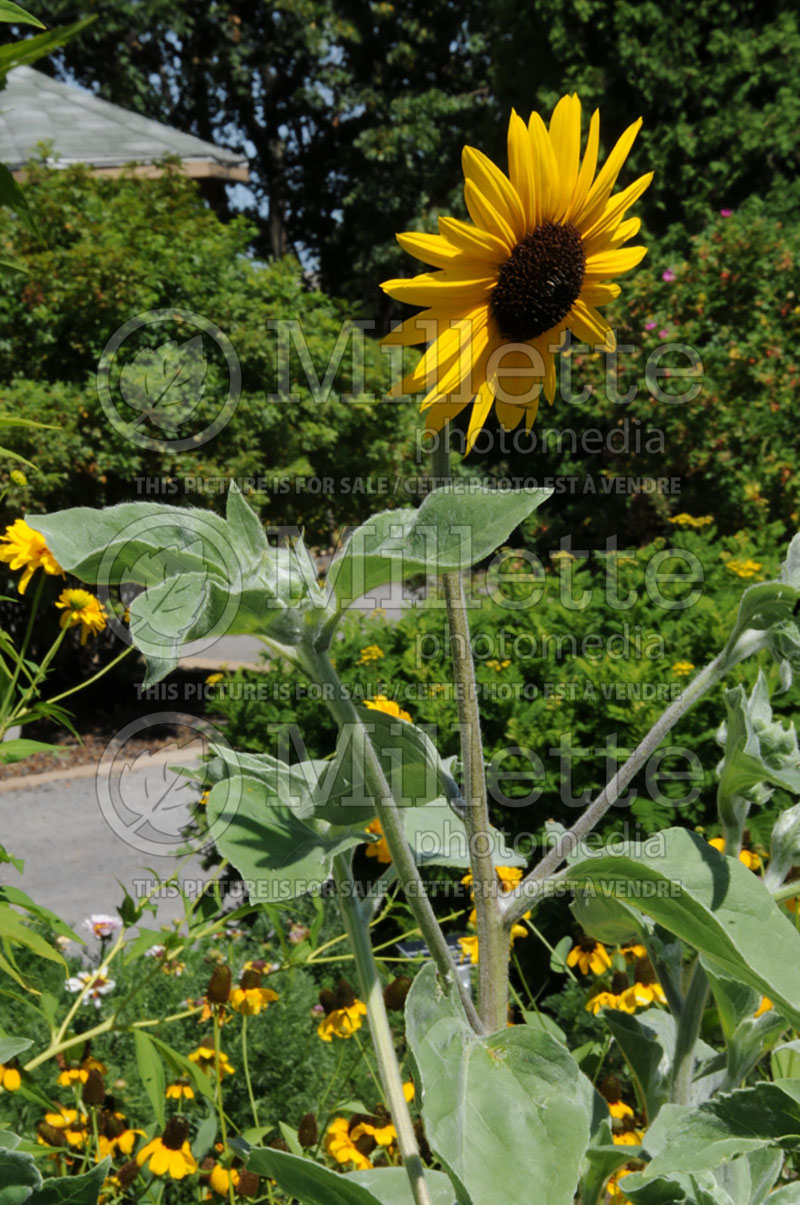 Helianthus Gold and Silver (Sunflower) 1 