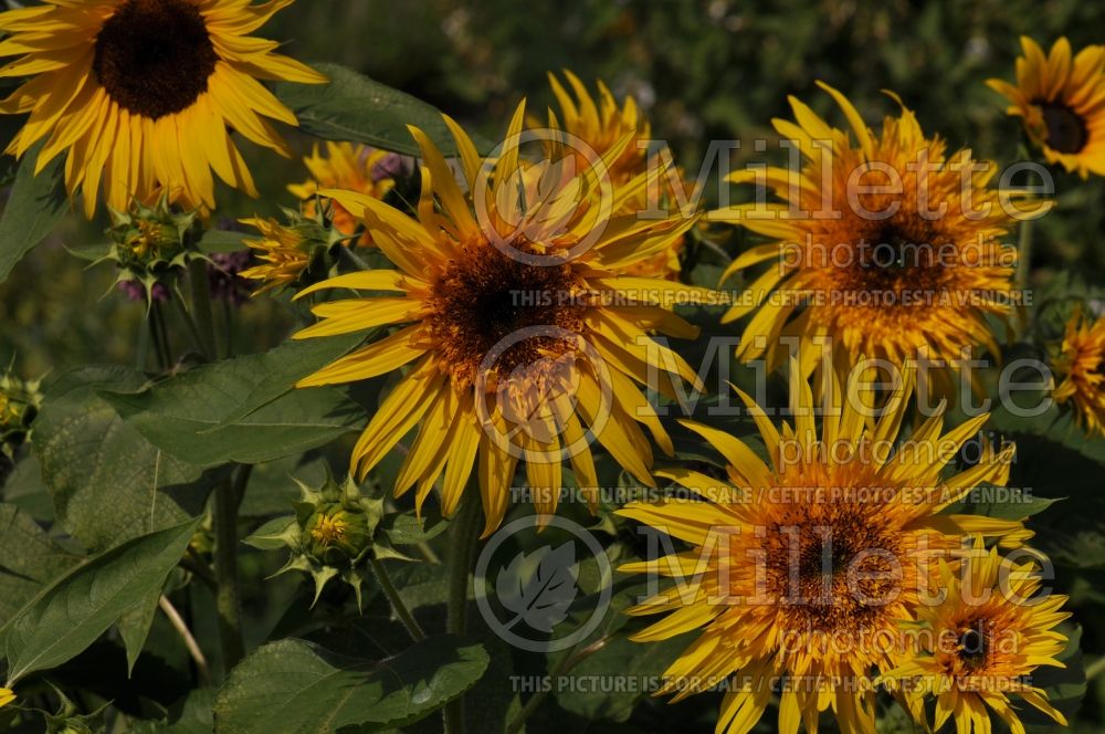 Helianthus Baby Bear (Sunflower)  