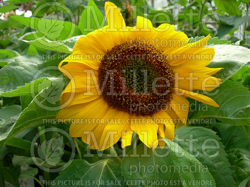 Helianthus Big Smile (Sunflower) 1 