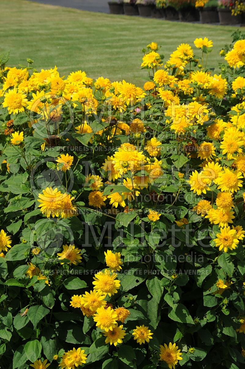 Helianthus Happy Days (Perennial Sunflower) 1 