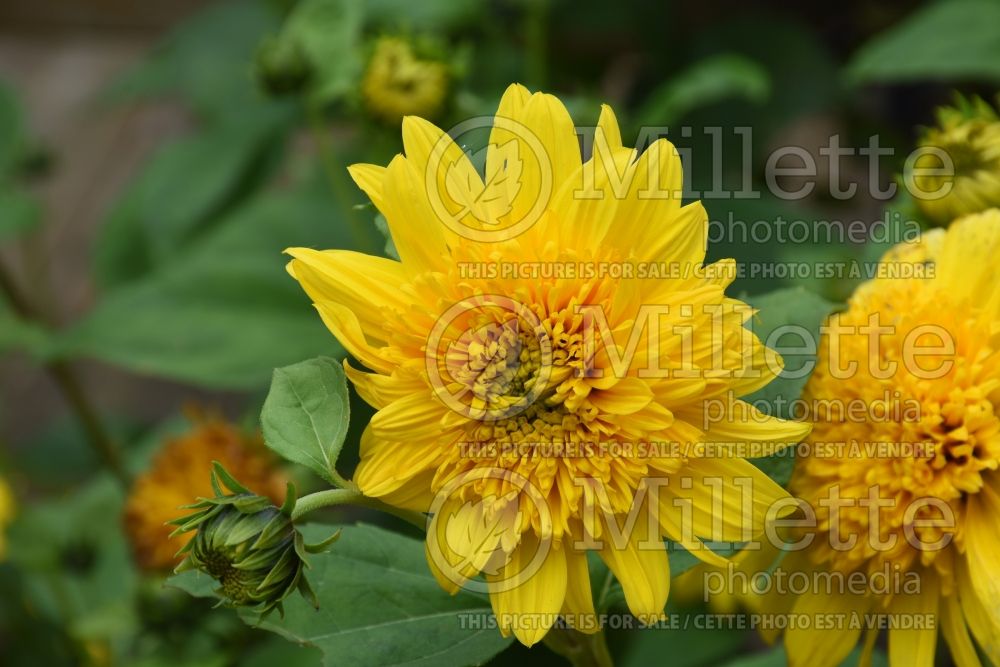 Helianthus Happy Days (Perennial Sunflower) 3 