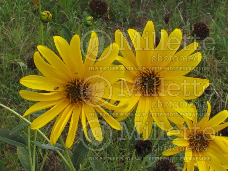 Helianthus laetiflorus (Perennial Sunflower) 1 