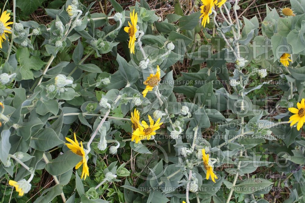 Helianthus mollis (Downy Sunflower) 7 