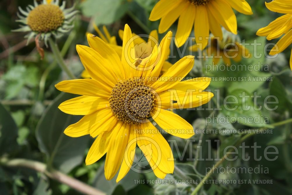 Helianthus mollis (Downy Sunflower) 4 