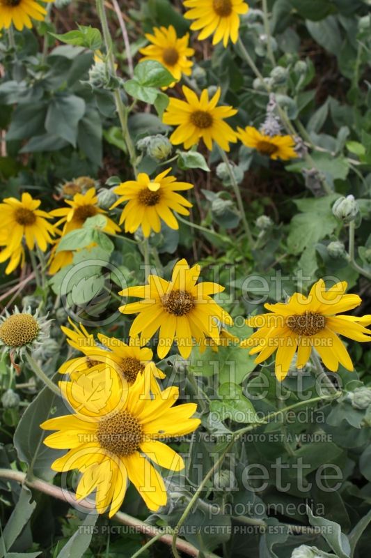 Helianthus mollis (Downy Sunflower) 5 