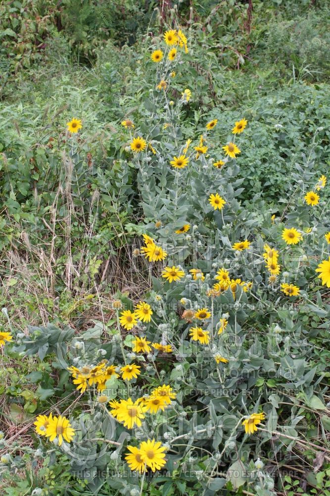 Helianthus mollis (Downy Sunflower) 6 