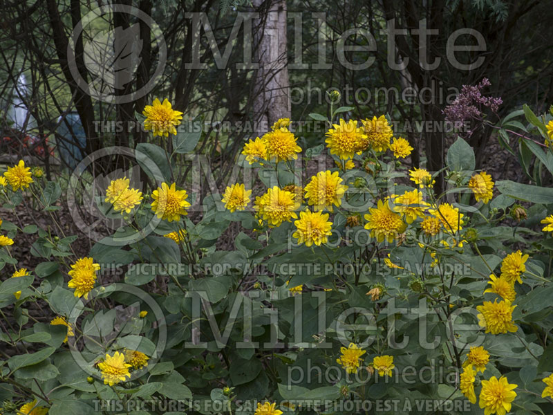 Helianthus Sunshine Daydream (Perennial Sunflower) 1 