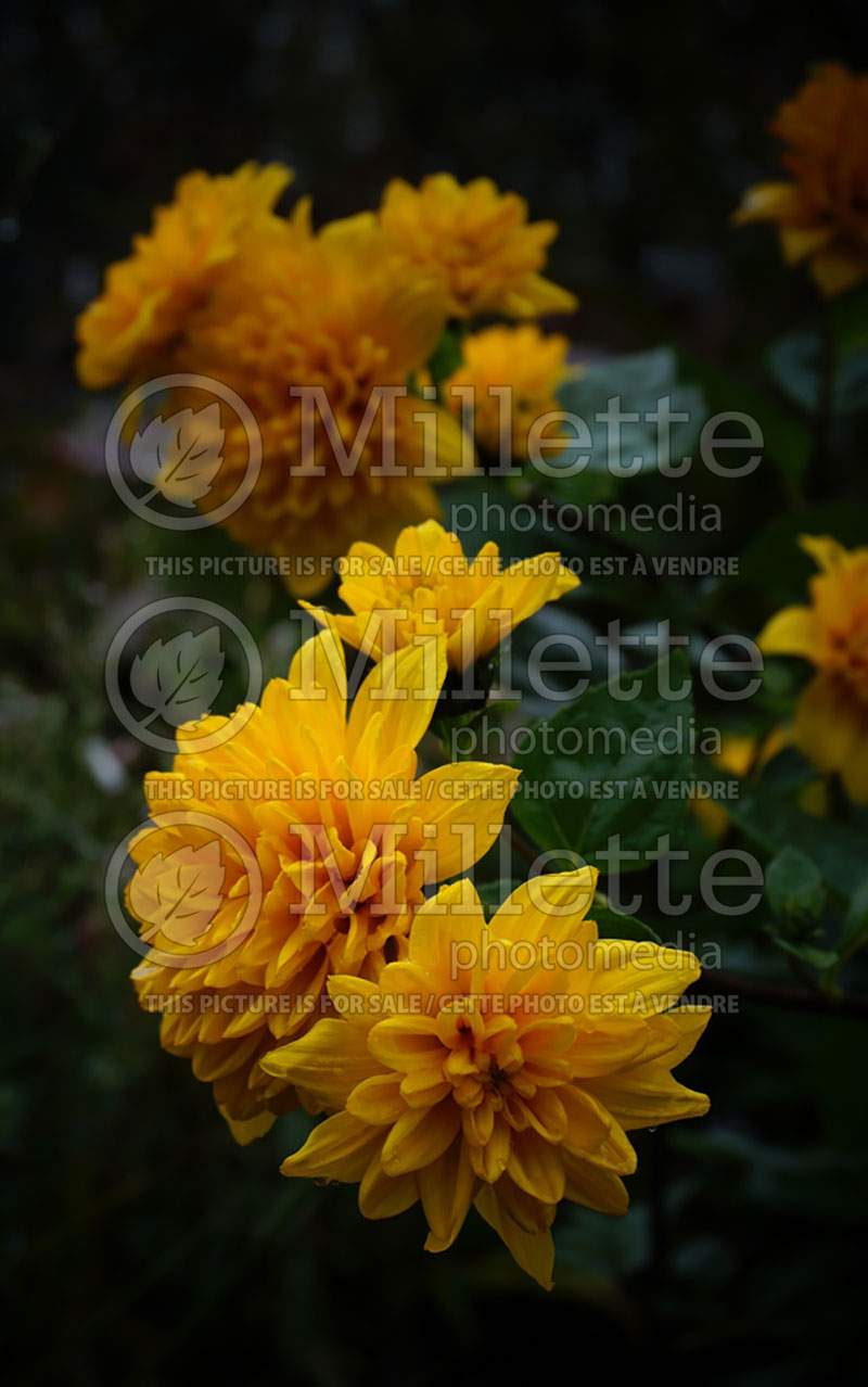 Helianthus Sunshine Daydream (Perennial Sunflower) 5 