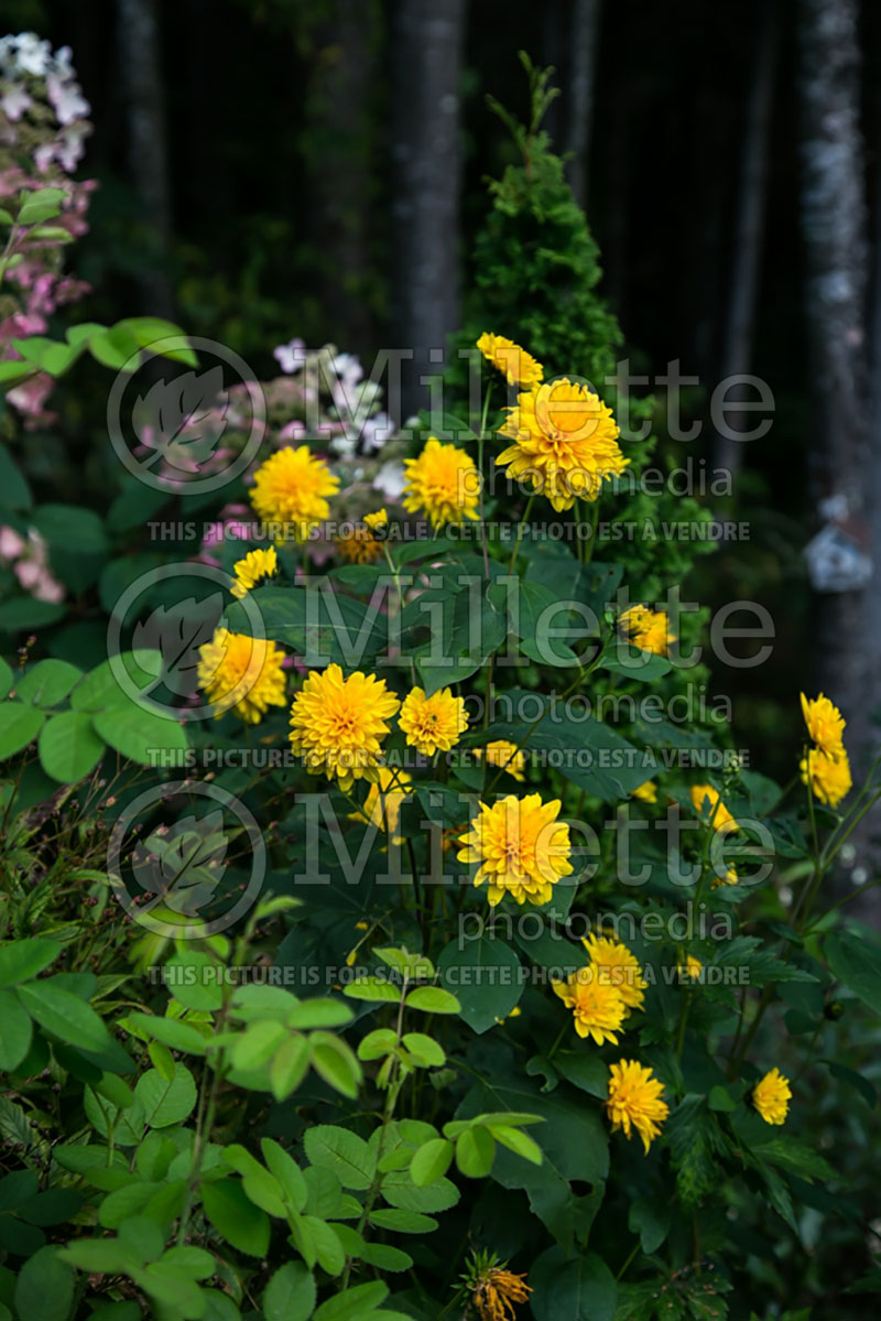 Helianthus Sunshine Daydream (Perennial Sunflower) 2 