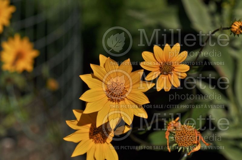 Helianthus occidentalis (Downy Sunflower) 1 