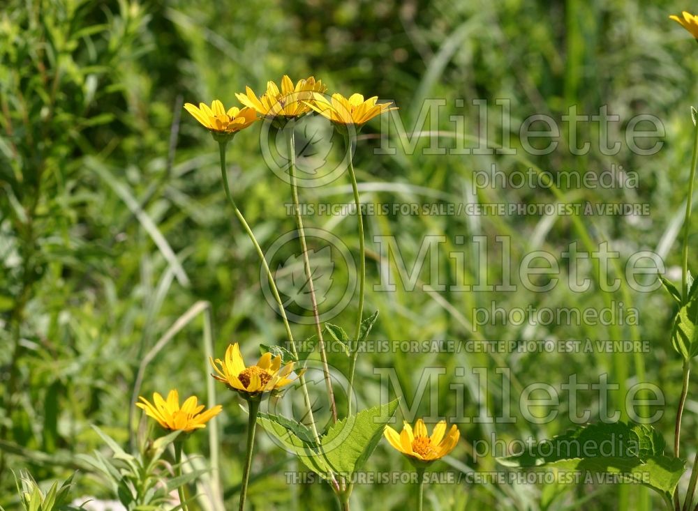 Helianthus occidentalis (Downy Sunflower) 2 