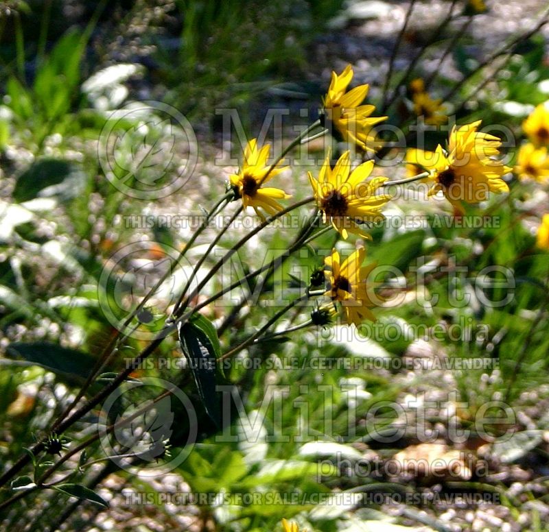 Helianthus occidentalis (Downy Sunflower) 3 