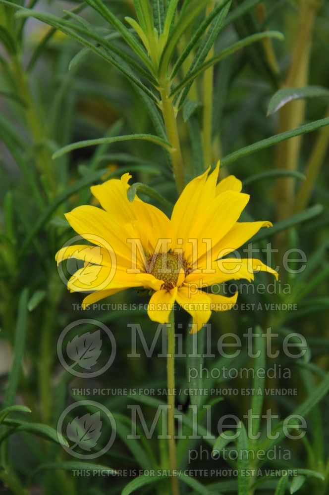 Helianthus First Light (Sunflower) 1 