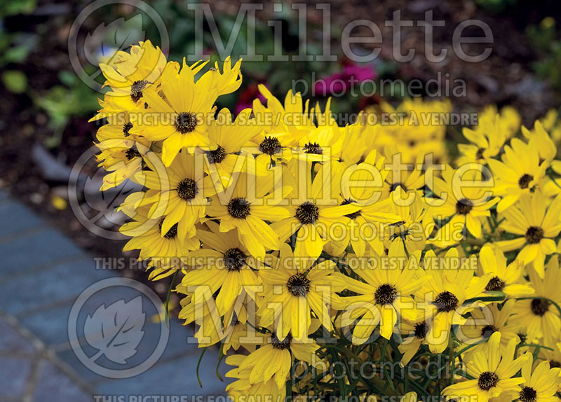 Helianthus First Light (Sunflower) 5 