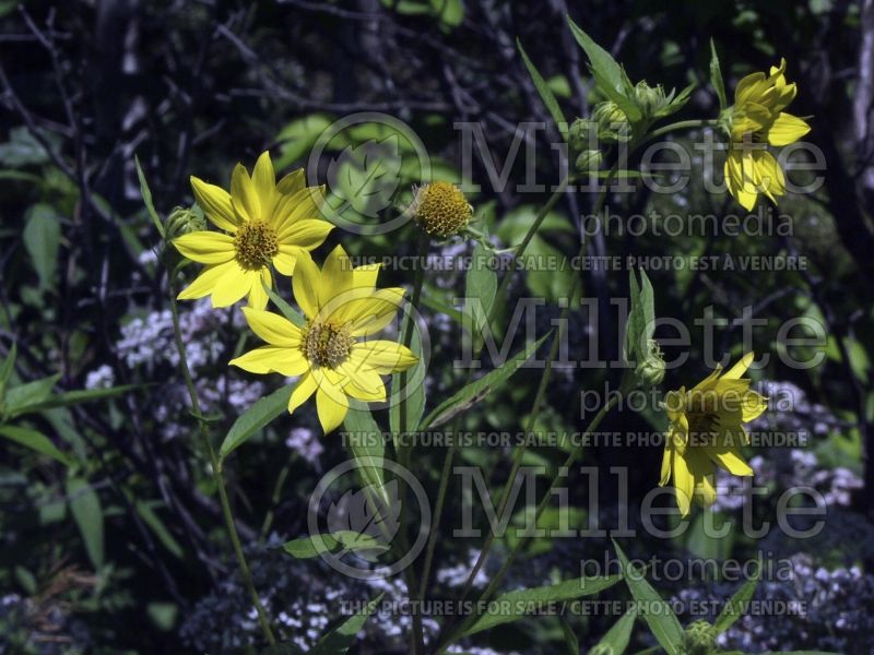 Helianthus strumosus (Paleleaf sunflower) 6 