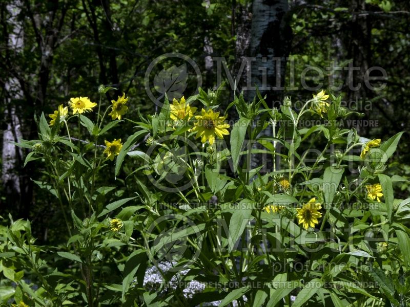 Helianthus strumosus (Paleleaf sunflower) 7 