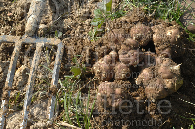 Helianthus tuberosus (Jerusalem artichoke sunroot, sunchoke, earth apple topinambour) 1