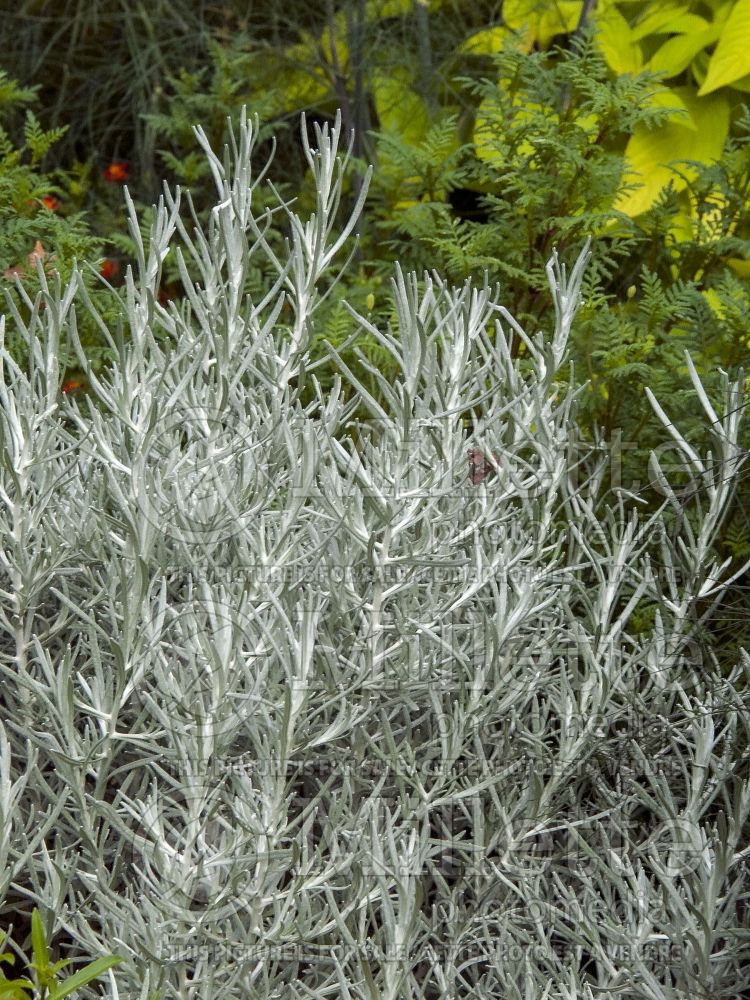 Helichrysum italicum (Curry Plant) 1 