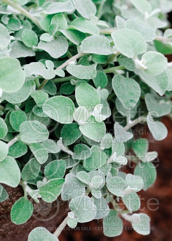 Helichrysum White Licorice (Licorice Plant) 3 