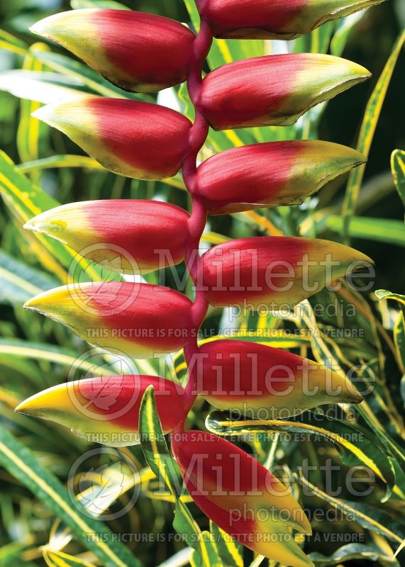 Heliconia rostrata (Lobster claw plant) 2 